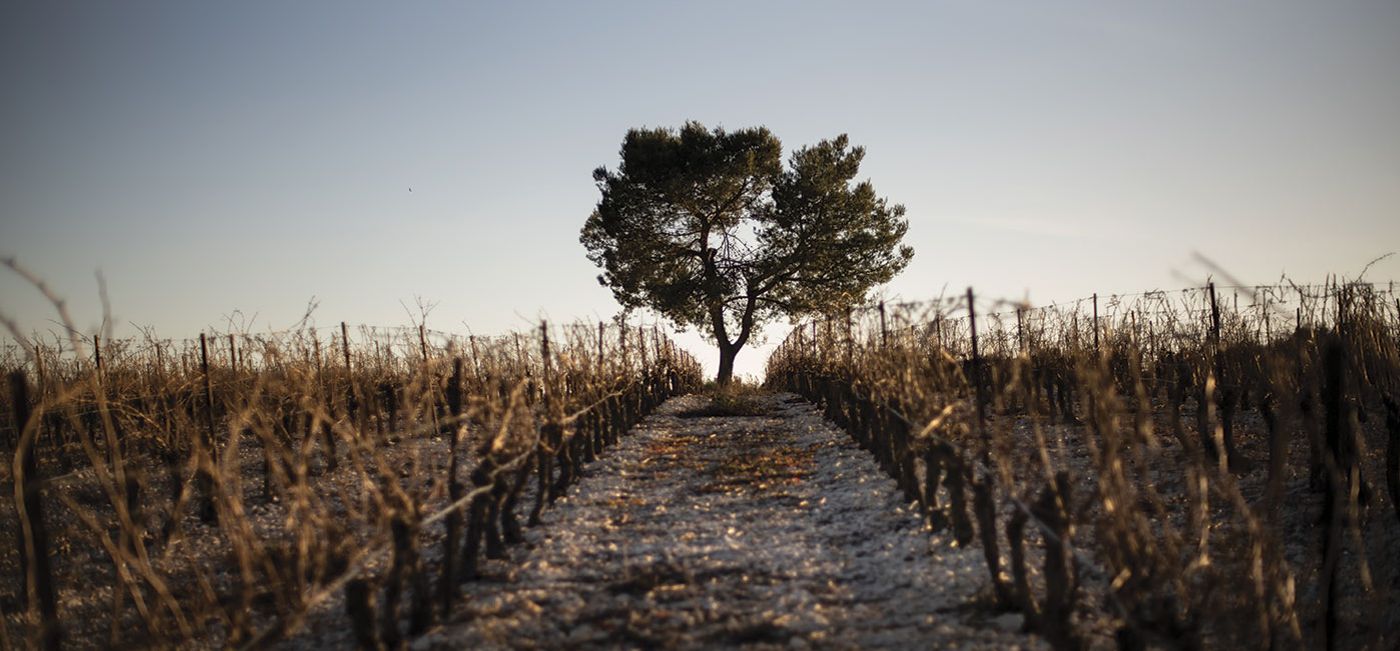 Committing the industry to creating a sustainable wine